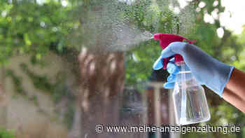 Kein Glasreiniger daheim? Wie Sie sich stattdessen behelfen können