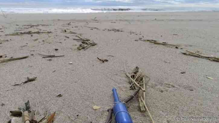 Voodoo doll, whoopie cushion, denture powder among bizarre trash plucked from New Jersey beaches