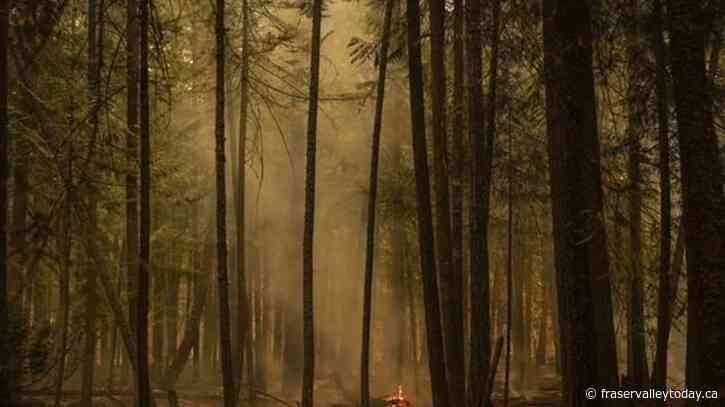 Canadian wildfires ‘entirely’ drove surge in global tree loss in 2023, study says