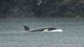 Orphaned baby orca stranded in Canadian lagoon will be airlifted out to join new pod in the Pacific Ocean - after it spent weeks refusing to leave its dead mom's body