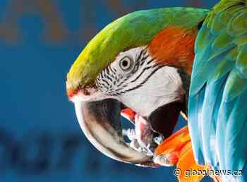 Halifax museum hopes move to Ontario zoo will lift spirits of mascot, Merlin the macaw