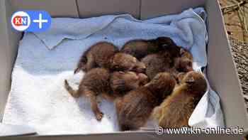 Stadtverwaltung in Leipzig lässt gefundene Waschbären töten