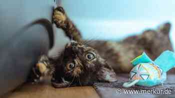 Das Geheimnis der Schildpatt-Katze: Was die einzigartige Schönheit von der Glückskatze unterscheidet