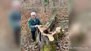 Die Bergulme ist ein Opfer der Globalisierung