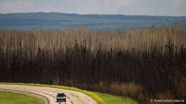 Record Alberta fires changed forests for decades and destroyed rare habitat: report