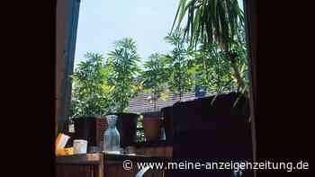 Anbau von Cannabis auf dem Balkon: Leitfaden zur Kultivierung