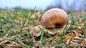 Igitt! Das sind die ekligsten Tiere im Harz