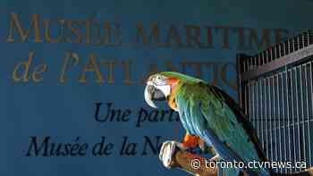 Depressed since pandemic, Halifax museum's parrot being shipped to Ontario