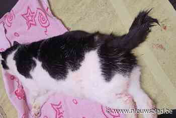 Zwerfkatje Polleke raakt geklemd in illegale val en verliest deel van staart