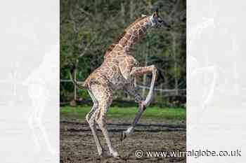 Chester Zoo baby giraffe enjoys her first outdoor adventure