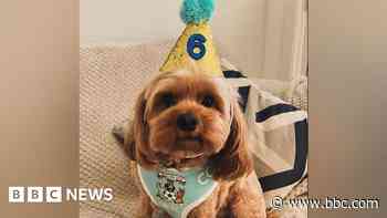 Therapy dog Winnie to visit 100 care homes