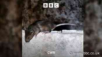 Rat infestations on the rise in Coventry and Warwickshire
