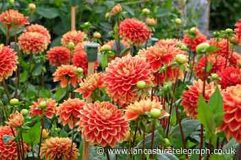 What can you plant in spring? When to water your garden