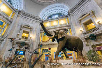 What Does The Future of Natural History Museums Look Like?