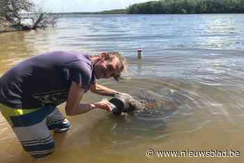 Kristof zoekt nog medebewoners voor zijn paradijs: “Waarom trekt iedereen naar Spanje, hier in Brazilië heb je voor 30.000 euro al huisje”
