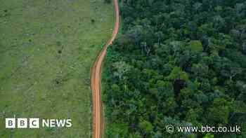 Tree loss drops after political change in Brazil and Colombia