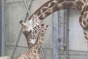 Babygiraf Bellewaerde krijgt de naam Mosi