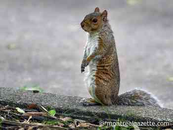 Everything to (try to) pay attention to during Quebec's total solar eclipse