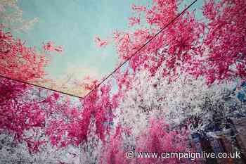 National Trust's blossom experience makes London bloom