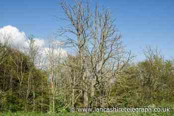 Blackburn with Darwen faces Ash dieback disaster: council report