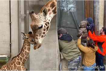 Babygiraf Bellewaerde krijgt de naam Mosi: “Hij begroet bezoekers al aan het raam”