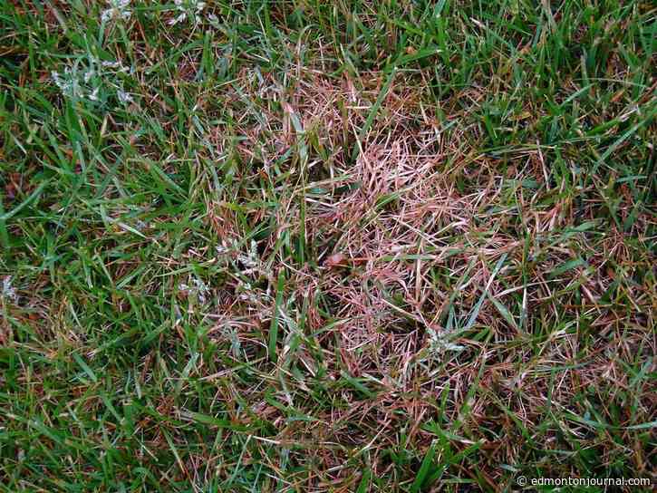GROWING THINGS: A cultural cure for red thread disease in lawns