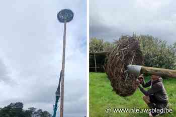 Ooievaars krijgen eigen paal: “En nu wachten tot een koppeltje hier zijn nestje  maakt”