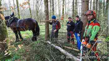 Der Stolz der Stadt Traunstein: Kraftpaket Kasimir ist ein echtes Multitalent