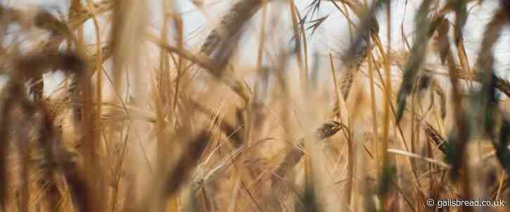 OUR WHEAT PROJECT SUPPORTS SOIL-FOCUSED FARMING FOR BETTER BREAD