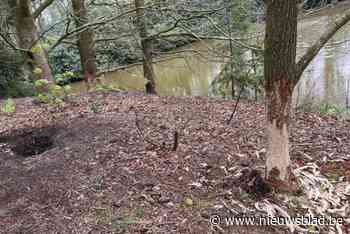 Bever nog altijd in zijn sas in Domein de Renesse