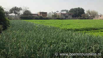 Weinig reden tot optimisme in uienland