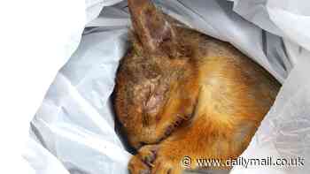 Squirrelpox claims its first victim in the Scottish Highlands: Heartbreaking image shows a red squirrel with tell-tale ulcers around its eyes and mouth - as experts warn the last surviving populations could soon be wiped out