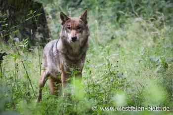 Auf Wolfsjagd mit Trommeln und Gruben