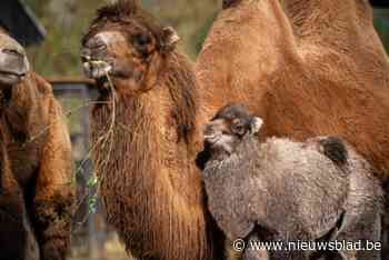 Kameeltje geboren in Planckendael: “De bevalling was heel spannend”