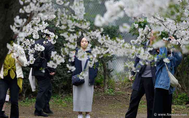 Crowds flock to Tokyo to see cherry blossoms after delayed bloom