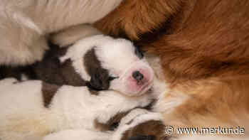 Hunde-Mama bekommt elf Welpen – in der ältesten Bernhardiner-Zucht der Welt