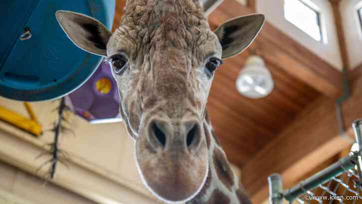 South Dakota zoo euthanizes beloved giraffe after foot injury