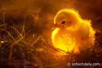 Scientists Crack Centuries-Old Philosophical Question About Sight and Touch