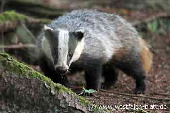Dachsbau stoppt Zugverkehr zwischen Warburg und Scherfede