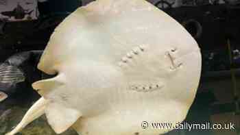 Expert fears Charlotte the virgin stingray's babies could be DEAD - as world questions why she is taking so long to give birth after 'immaculate conception'