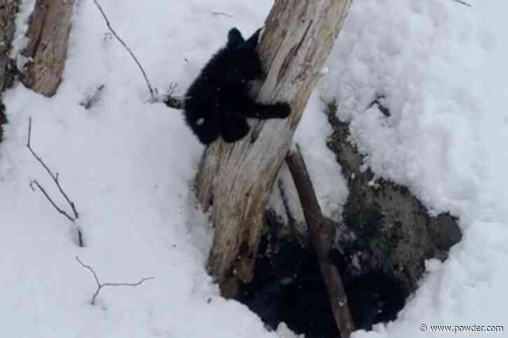 Black Bear Cubs Spotted At Cannon Mountain, New Hampshire