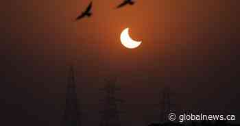 Anxious oblivious? Canadian zoo studying behaviour of animals during eclipse