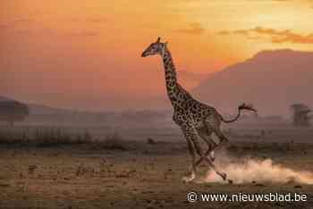 Peerse aannemer haalt internationale pers met indrukwekkende natuurfoto’s: “Het geeft me rust”