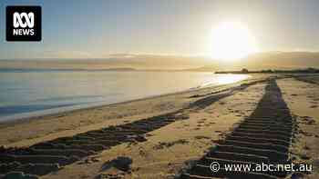 This Victorian beach will stop using mechanical rakes — could others follow?