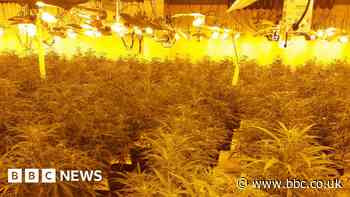 Men charged after 3,500 cannabis plants seized
