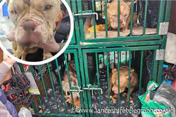 Dogs injured after being locked in cages Blackburn