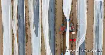 Spargelernte muss noch anziehen - sinkende Preise erwartet