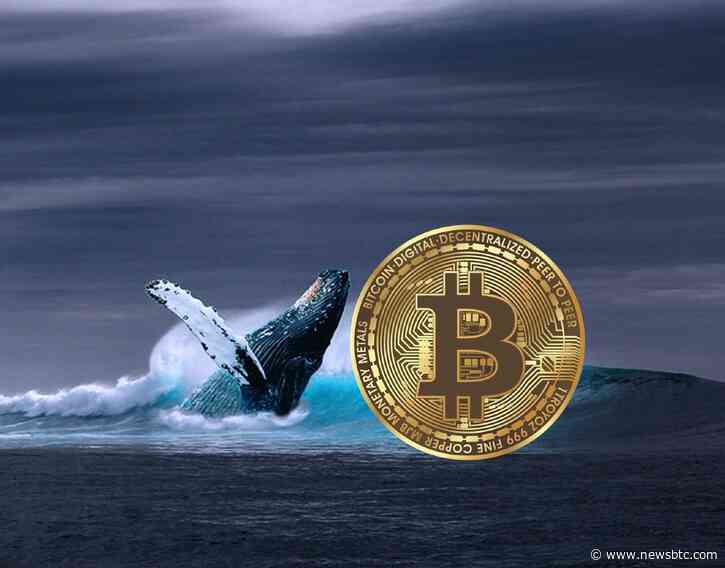 Bitcoin Whales Maintain Positive Accumulation Behavior Ahead Of 2024 Halving: Report