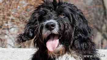 Why are pet psychics on the rise?