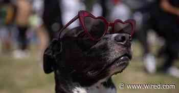 How Will the Solar Eclipse Affect Animals? NASA Needs Your Help to Find Out